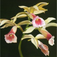 Orchidee 50x40 2.3.